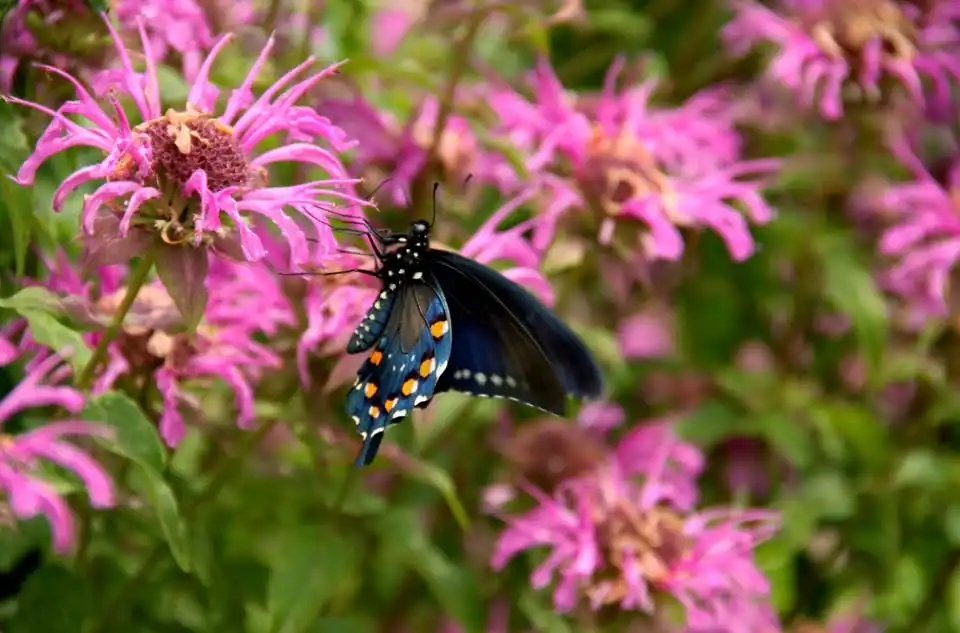 Native Texas Butterfly House & Garden 🦋