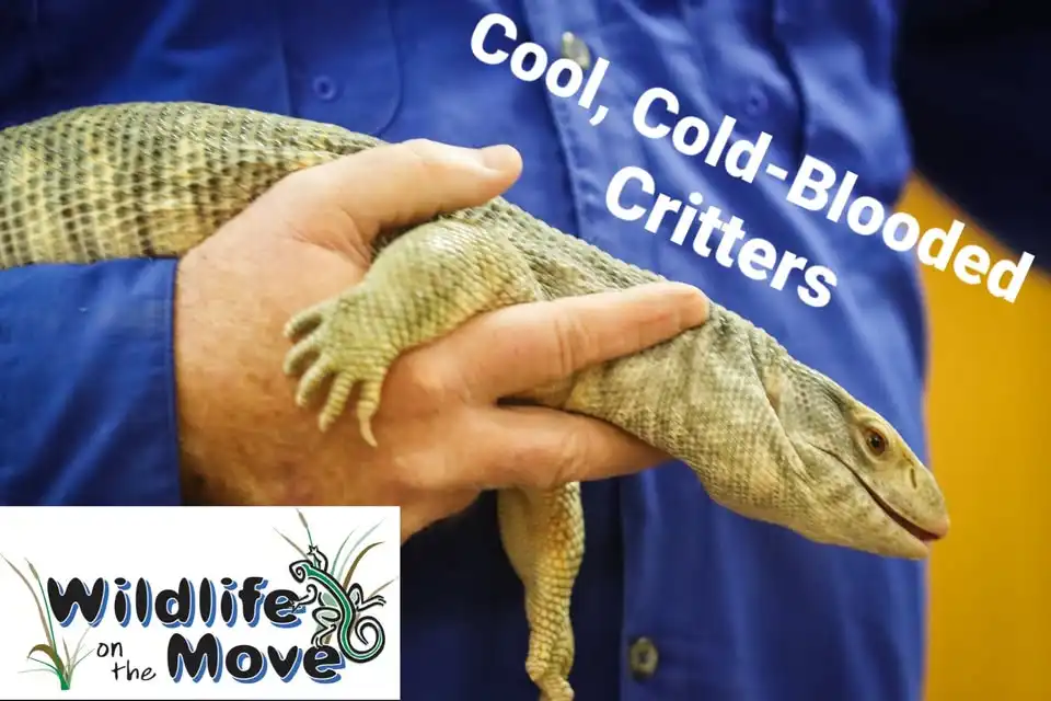 Wildlife On The Move Presents Cool, Cold-Blooded Critters at Colleyville Library